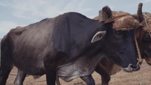 Homme Cultivant Sol Avec Charrue Boeufs Dans Journée Ensoleillée — Video