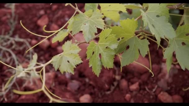 Folhagem Verde Vinha Pôr Sol — Vídeo de Stock