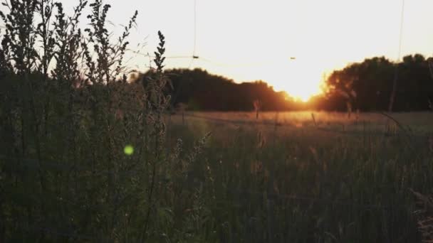 田舎の素晴らしい畑で夕日に対して風の下で手を振っ背の高い乾燥草 — ストック動画