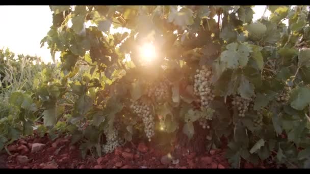 Saftige Trauben Hängen Bei Sonnenuntergang Grünen Laub Weinberg — Stockvideo