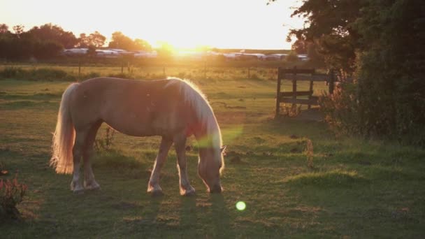 Hermoso Caballo Comiendo Hierba Luz Del Sol — Vídeos de Stock