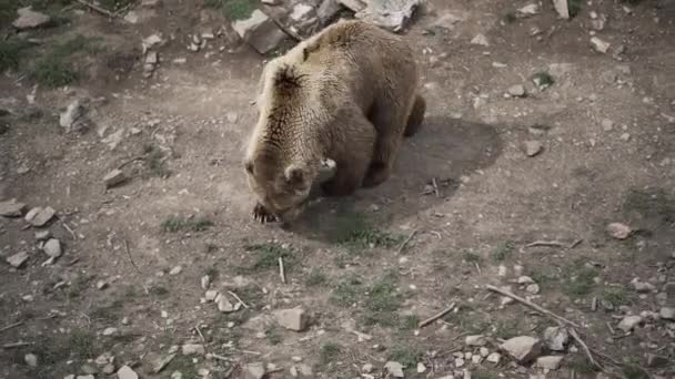 野生棕熊在自然栖息地行走 — 图库视频影像