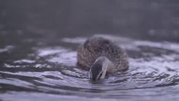 Closeup Wild Duck Swimming Rippling Pond Surface Drinking Water Nature — Stock Video