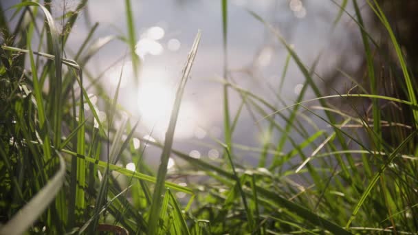 Hierba Verde Cerca Del Estanque — Vídeos de Stock