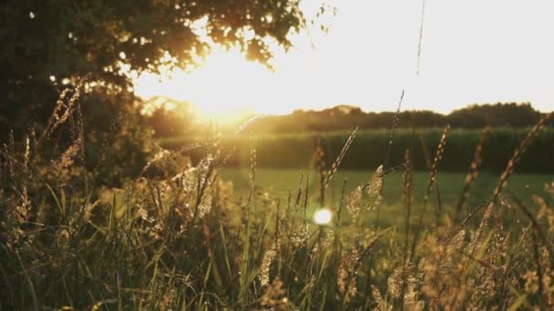 Hohes Trockenes Gras Weht Wind Gegen Den Sonnenuntergang Einem Wunderschönen — Stockvideo