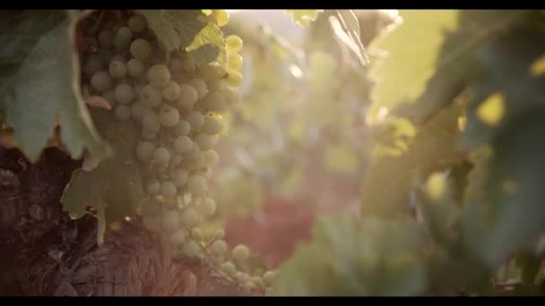 Uvas Jugosas Colgando Follaje Verde Viñedo Atardecer — Vídeo de stock