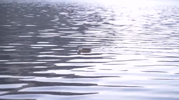 Close Wilde Eend Zwemmen Kabbelende Vijver Oppervlaktewater Natuur — Stockvideo