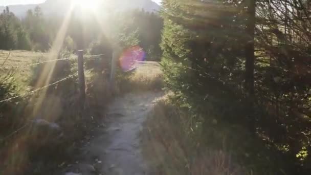 Sendero Estrecho Bosque Increíble Austria — Vídeo de stock