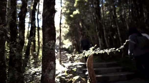 날푸른 숲에서 로지나가는 알아볼 수없는 관광객들의 — 비디오