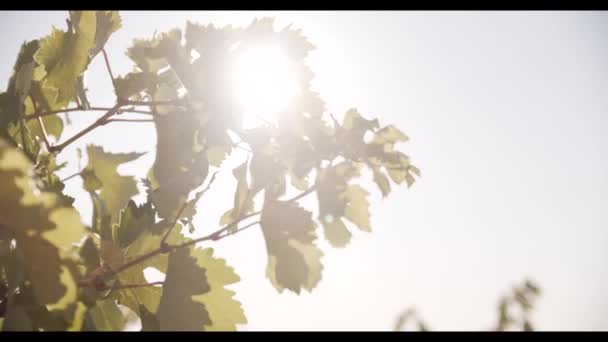 Follaje Verde Del Viñedo Atardecer — Vídeo de stock