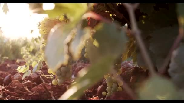 Uvas Jugosas Colgando Follaje Verde Viñedo Atardecer — Vídeo de stock