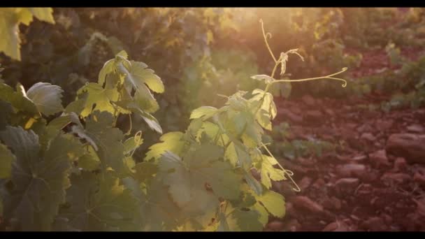 日落时葡萄园的绿叶 — 图库视频影像