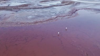 Laguna Grande, Catamarca, Arjantin 'in canlı kırmızı sularında yürüyen iki flamingonun hava görüntüsü. Zıt renkler bölgenin eşsiz dağlık ekosistemini vurguluyor.