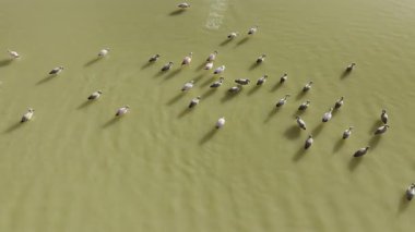 Arjantin, Catamarca 'daki Laguna Grande' nin sakin sularında zarif bir şekilde yüzen flamingo sürüsünün havadan görüntüsü. Bir dron tarafından çarpıcı bir berraklıkla ele geçirildi..