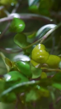 Su damlacıklarının yakın çekim videosu pembe saplı canlı yeşil yaprakların üzerinde özenle dinleniyor. Damlacıklara odaklanmak tazeliği ve doğal güzelliği arttırır..