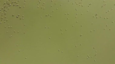 Arjantin, Catamarca 'daki Laguna Grande' nin sakin sularına yayılmış flamingolarla sakin bir manzaranın havadan görüntüsü. İnsansız hava aracından çekilen bu görüntüler, dağların doğal güzelliklerini gözler önüne seriyor..