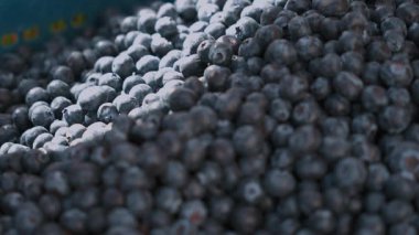 Taze, olgun yaban mersini yığınının yakın çekim görüntüsü. Böğürtlenler doğal ışıkta güneşlenirler, koyu mavi renklerini ve dolgun dokularını sergilerler, sağlıklı beslenmek için mükemmeldirler..