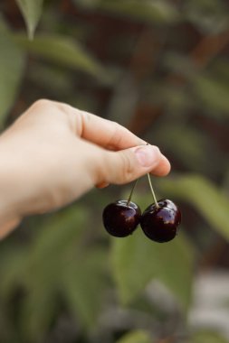Yakın plan iki sulu kırmızı kiraz taze toplanmış, bulanık doğal bir arka plana karşı nazikçe el ele tutulmuş. Taze, organik yaz meyvelerinin mükemmel bir temsili..