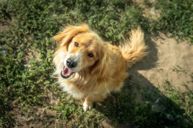 Neşeli altın köpek güneşli bir kırsal alanda oturuyor, neşe ve sıcaklık saçıyor. Canlı yaz günü, hayvan dostu kırsal yaşamın özünü somutlaştıran parlak kürkünü vurguluyor..