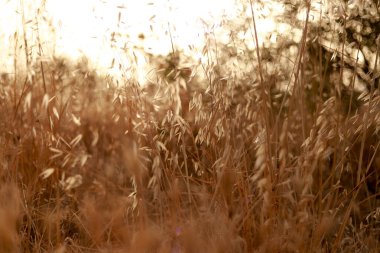 Kurumuş altın çimenler ve tohum başları altın saat boyunca sıcak güneş ışığında parlıyordu.