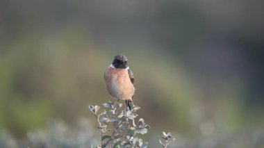 Valencia 'daki bulanık doğal bir arka plana karşı bir çalıya tünemiş taştan bir kuş. Video, vahşi kuş yaşamının ve dingin doğanın özünü yakalıyor..