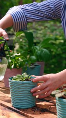 Diğer bitki ve bahçe aletleri ile çevrili tencereyi tutarken küçük bir saksıyı sprey şişeyle sisleyen bir kişinin yakın çekimi, açık hava ortamında hassas bitki bakımını vurguluyor..