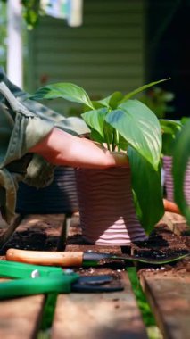 Bir kadın dikkatlice saksı çiçeklerini bahçeye dikiyor. Bitkileri dekoratif çömleklere aktarmak için bahçe aletleri kullanıyor. Açık bir bahçe alanını zenginleştiriyor..