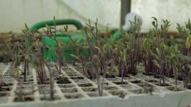 Genç, canlı fideler sera ortamında düzenli olarak yetişir. Dikkatli bir şekilde yetiştirilen ihale bitkileri, arpa tohumları da dahil olmak üzere yeni başlangıçları ve tarım vaatlerini simgeliyor..