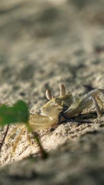 Seyşeller 'de kumlu bir sahilde beslenirken küçük bir yengeç yakalanır. Yakın çekim, yengecin hassas özelliklerini ve kumlu çevresini ön plana çıkarıyor. Plaj hayatını somutlaştırıyor..
