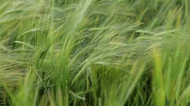 Bereketli yeşil bir arpa tarlası, açık bir gökyüzünün altında rüzgarla hafifçe hareket eden tahıl kafalarının canlı ve dokulu detaylarını gözler önüne seriyor..