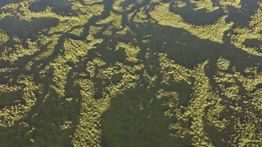 İspanya 'nın Huelva kentindeki Guadalquivir bataklığının karmaşık su yolları ve yemyeşil bitki örtüsünün havadan görünüşü bu ekosistemin doğal güzelliğini ve karmaşıklığını vurguluyor..