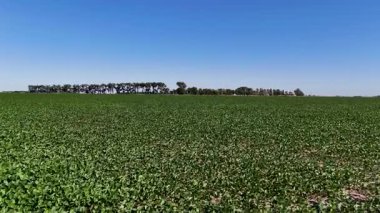 Arjantin 'in Pampas bölgesindeki açık mavi gökyüzünün altında geniş bir soya fasulyesi tarlası uzanır. Bereketli yeşil ekinler ufukta görünen ağaçlarla çevrili ve bölgenin tarım zenginliğini vurguluyor..