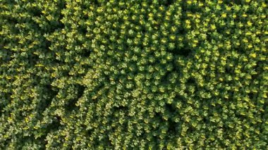 Arjantin 'deki Pampas' a yayılan yemyeşil ormanı nefes kesen hava manzarası yukarıdan gelen yoğun ve canlı doğal manzarayı gözler önüne seriyor..