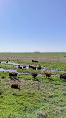 Bir sığır sürüsü Arjantin 'deki yemyeşil otlaklarda, açık mavi gökyüzünün altında otluyor. Geniş arazi, bölgenin tarım mirasını yansıtıyor.