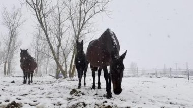Karlı bir arazide üç at duruyor, etraflarında yavaşça kar yağıyor. Çıplak ağaçlar ve beyaz zemin soğuk ve sakin bir kış manzarası yaratır..