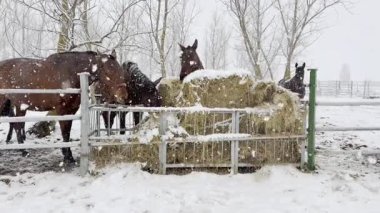 Bir grup at, karlı bir çayırda durup kar tanelerinin arasında sakince saman yiyor. Kış manzarası, soğuk havada atların dayanıklılığını vurgular..