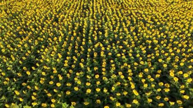 Pampas, Arjantin 'deki canlı bir ayçiçeği tarlasının, gün batımının sıcacık parıltısının tadını çıkaran nefes kesici hava manzarası. Sahne, doğal güzellik ve sükunetin özünü yakalar..