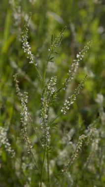 Narin beyaz kır çiçekleri Arjantin, Pampas 'ın yemyeşil otları arasında çiçek açıyor. Bu ikonik Güney Amerika manzarasının güzelliğini ve çeşitliliğini gözler önüne seriyor..