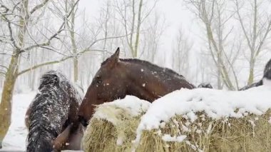 Üç at, karla kaplı bir saman balyasının etrafında, sakin, kış ormanı ortamında toplanıyor. Kar yağışı sahneyi örtüyor, doğanın sakin güzelliğini vurguluyor..