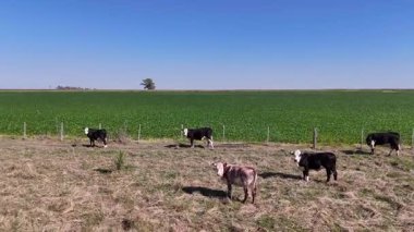Arjantin 'in Pampas bölgesinde geniş mavi gökyüzünün altındaki geniş çayırlar, ufukta yalnız bir ağaç ile bölgenin düz arazisini ve tarım potansiyelini gösteriyor..
