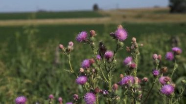 Canlı mor kır çiçekleri Arjantin, Pampas 'ın yemyeşil yeşillikleri arasında çiçek açar. Sahne, bu geniş otlağın vahşi güzelliğini ve doğal çeşitliliğini yakalar..