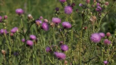 Bol miktarda mor devedikeni Arjantin, Pampas 'ın uçsuz bucaksız otlaklarında güneş ışığı altında gelişiyor. Dikenli güzellik, açık ve doğal manzaraya cazibe katar..