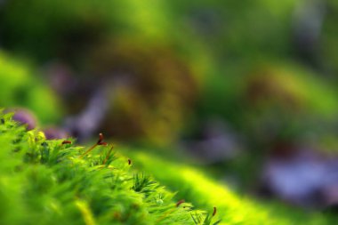 Ayrıntılı machu pri prechadzke lesom