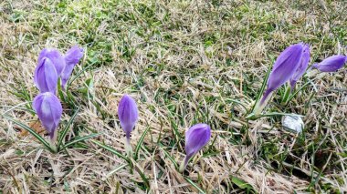 En iyi bahar mavi çiçekleri, bize sevgi ve iyilik verir..