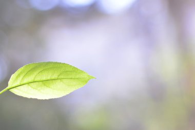 Yeşil renkli görüntü arka plan üzerinde yaprak