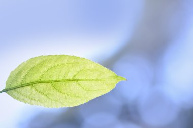 Yeşil renkli görüntü arka plan üzerinde yaprak