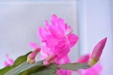 Bahar arka plan web sitesi afiş için