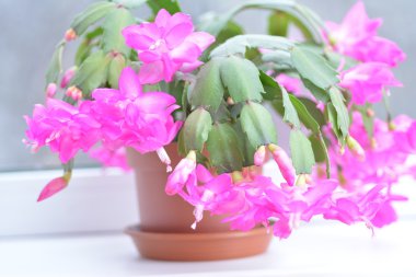 Bahar arka plan web sitesi afiş için