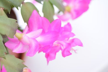 Bahar arka plan web sitesi afiş için