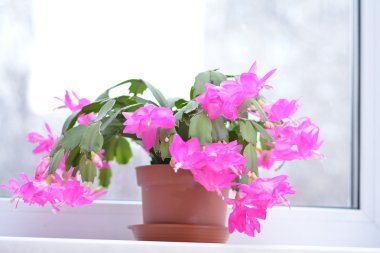 Bahar arka plan web sitesi afiş için